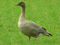 Pink-footed Goose